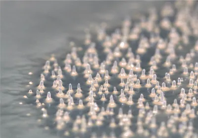 Slime mold colony with volcano-like fruiting bodies Slime mold colony with volcano-like fruiting bodies